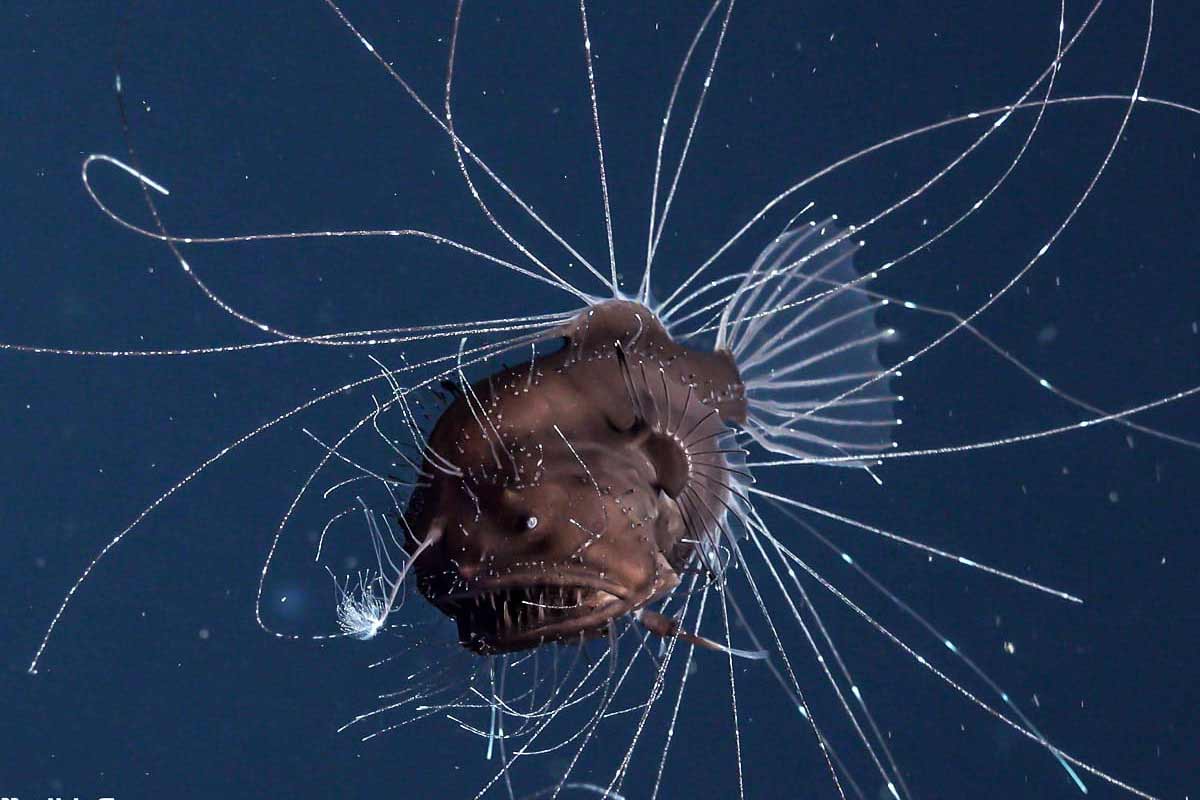 What Eats an Angler Fish? 19 Angler Fish Predator Facts - SeaFish