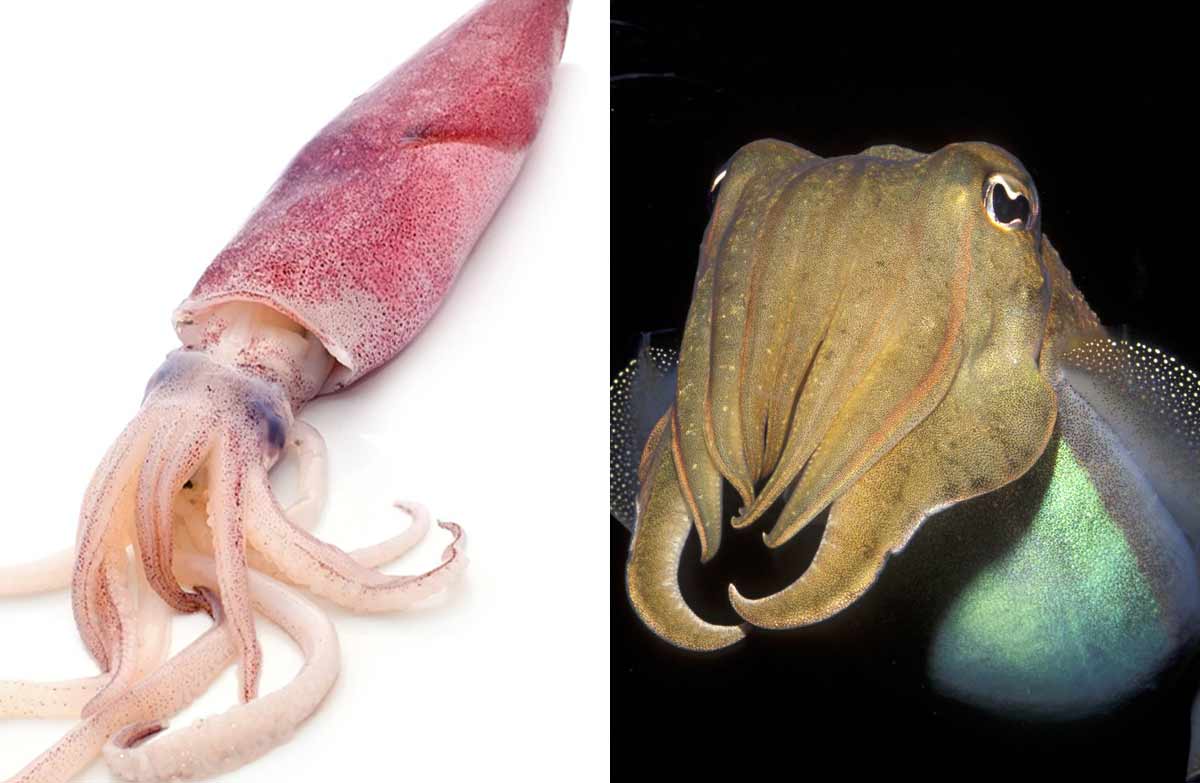 Cuttlefish Vs Squid Myths And Realities Seafish