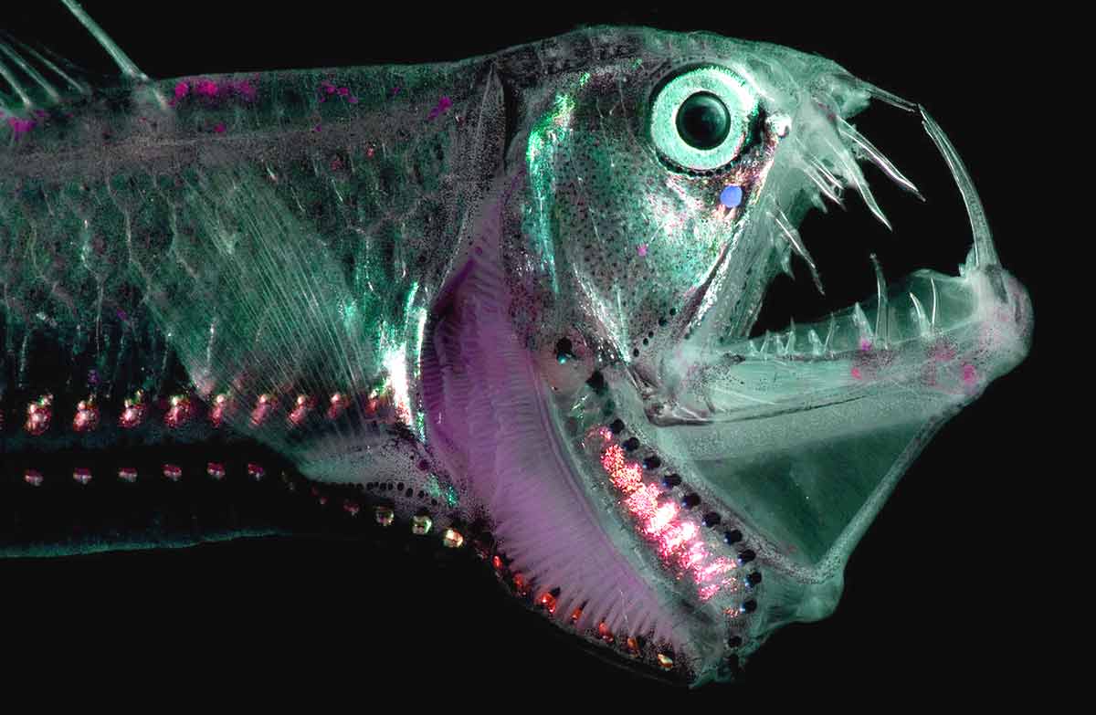 sloanes-viperfish-chauliodus-sloani-facts-diet-habitat-seafish