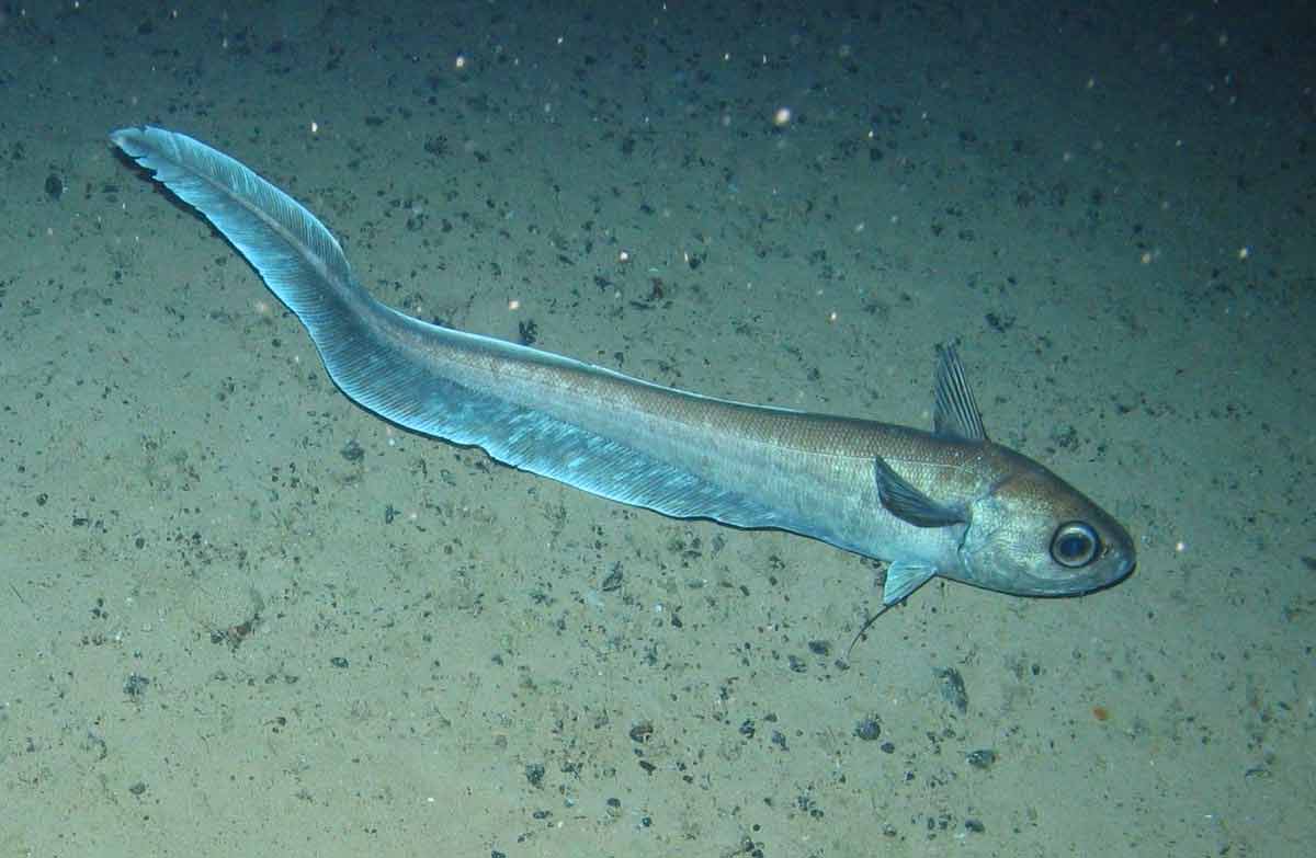 Deep Sea Fish Facts: Profile, Traits, Range, Adaptations - SeaFish