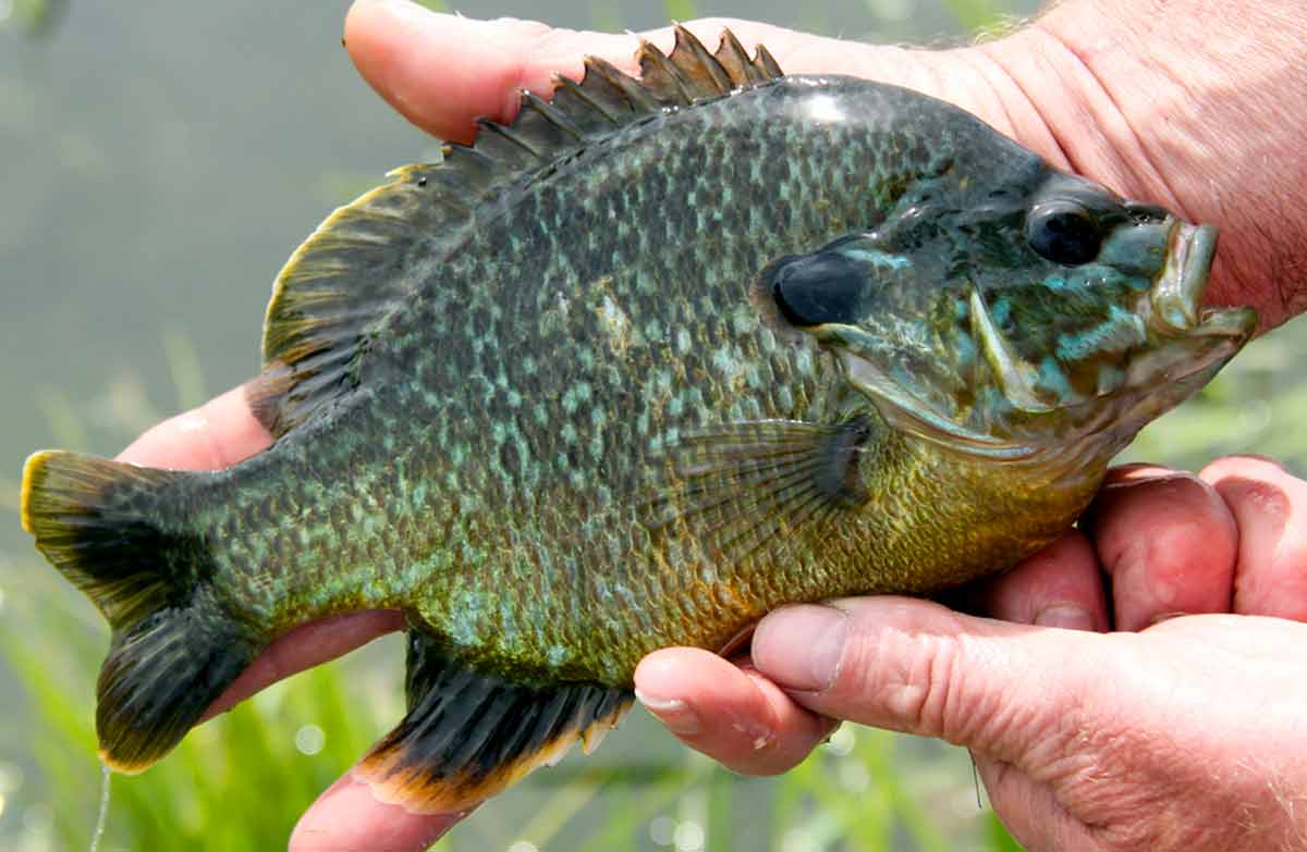 Redear Sunfish Facts: Traits, Range, Diet, Lifespan, Record - SeaFish