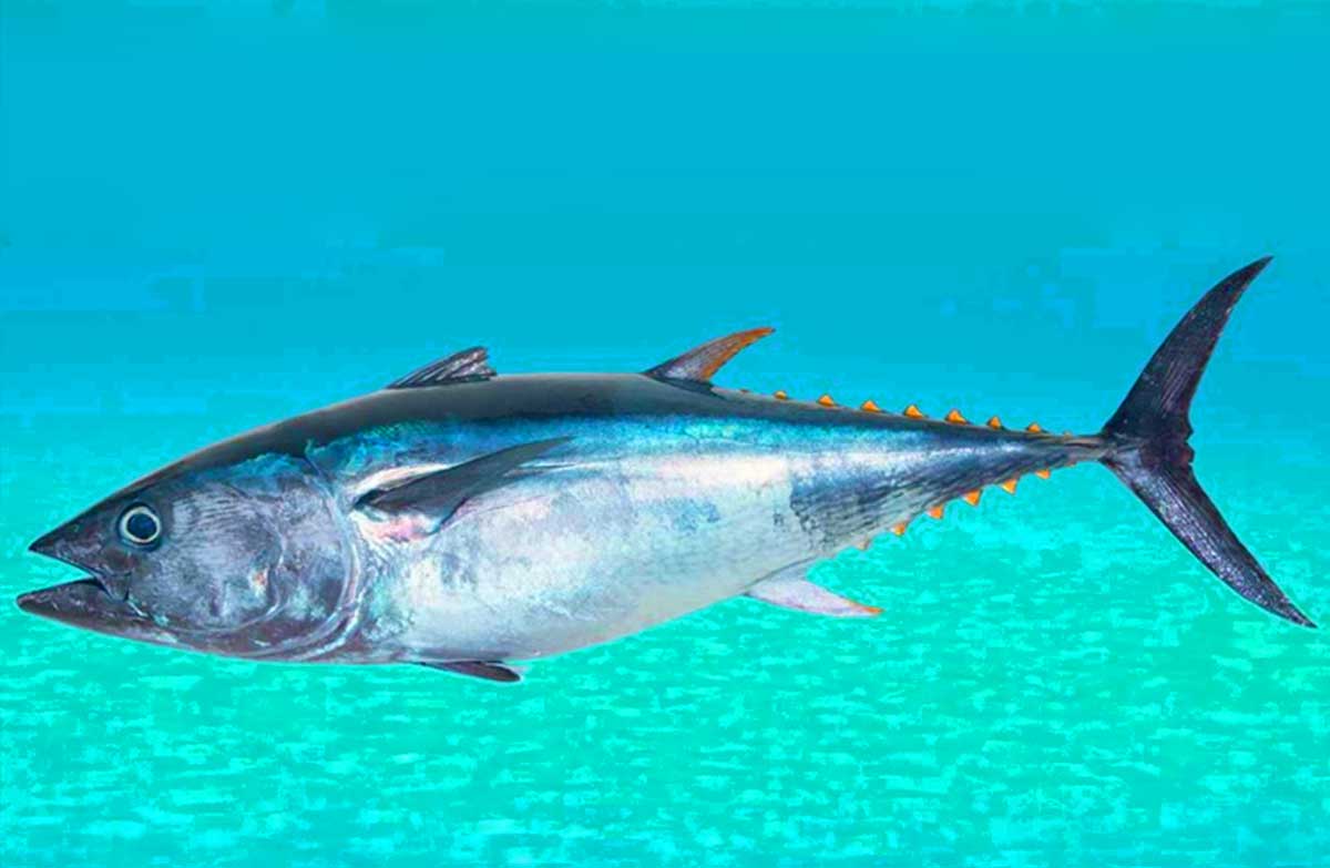 Atlantic Bonito Facts: Profile, Traits, Food, Description, Range - SeaFish