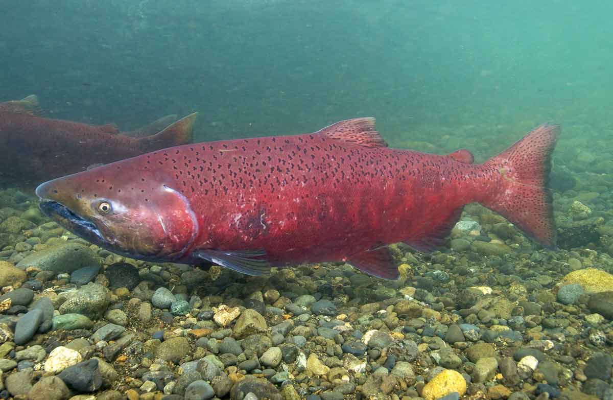 Chinook Salmon Facts: Range, Lifespan, Size, Endangered - SeaFish