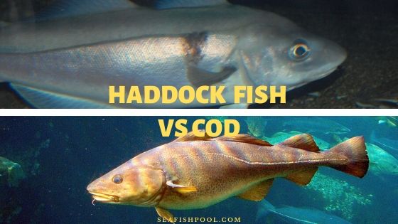 learn-about-haddock-mass-gov