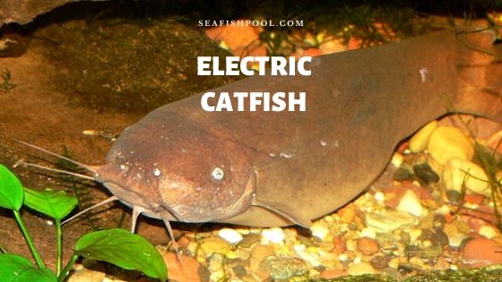 Electric Catfish - Profile | Traits | Size | Care | Facts | Voltage ...