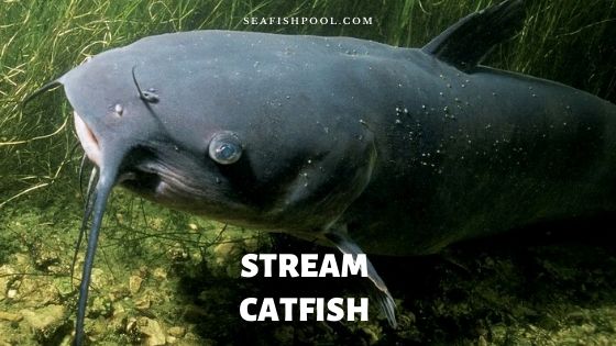 Stream Catfish Description And Facts Seafish