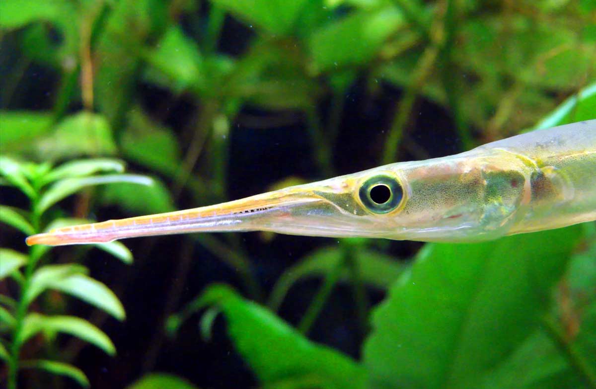 Keeltail Needlefish: Profile, Description, Facts, Traits, Range - Seafish