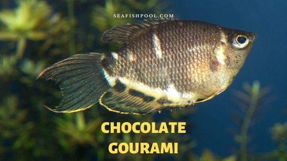 chocolate gourami care