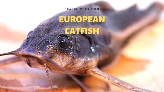 European Catfish | Silurus glanis | Sheatfish | Wels Catfish Facts ...