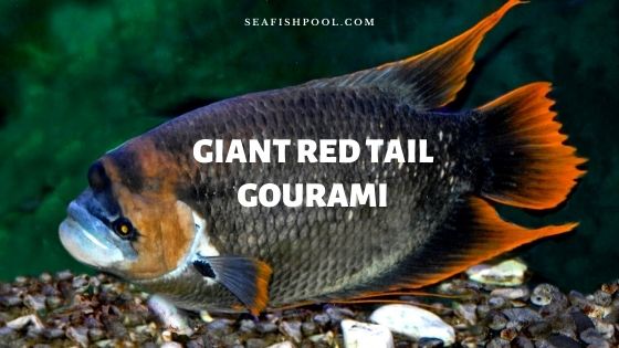 Giant Red Tail Gourami Fish - Profile | Care | Tank Size - SeaFish