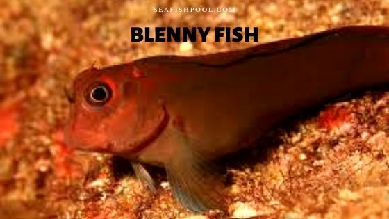 Blenny Fish - Facts | Care | Size | Diet | Tank Mates - SeaFish