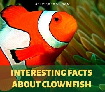 Clownfish Archives - SeaFish