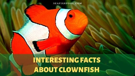 60 Interesting Facts about Clownfish To Be Surprised - SeaFish