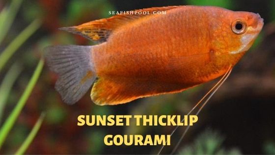 Sunset Thicklip Gourami Profile Care Male Or Female Seafish