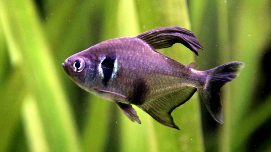 Black Phantom Tetra - Profile | Size | Tank Mates | Care | Breeding ...