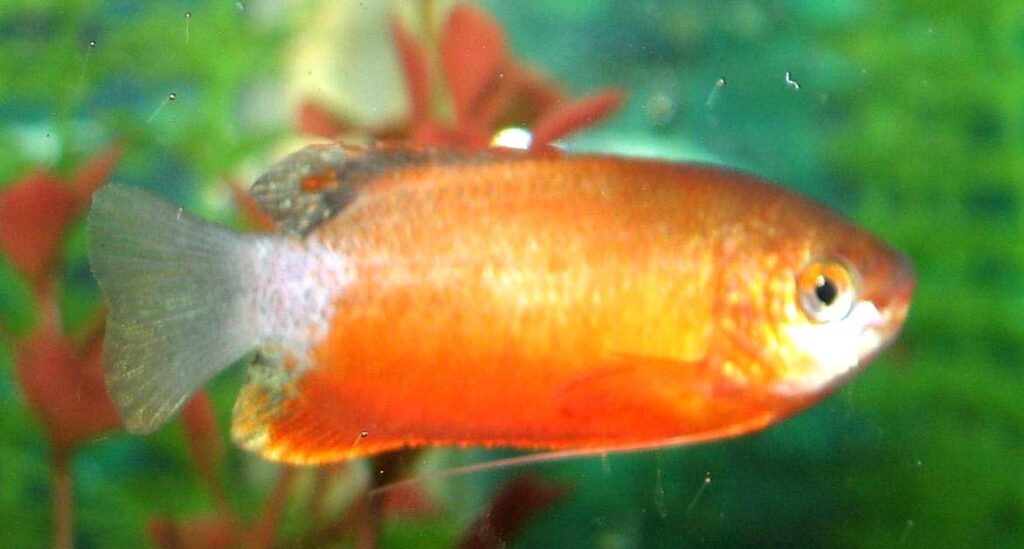 Female Honey Gourami - Color | Breeding | Facts | Profile - SeaFish