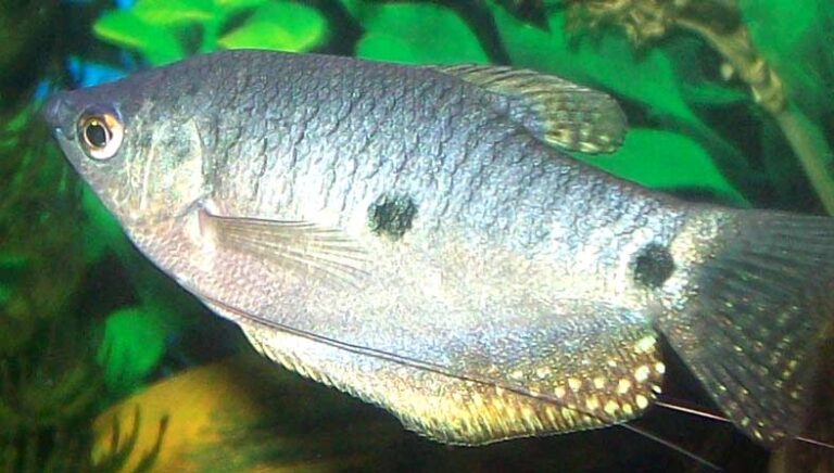 Lavender Gourami - Profile | Description | Facts | Size - SeaFish