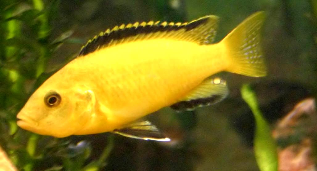 Yellow Lab Cichlid - Tank Mates | Size | Care | Breeding | Fry - SeaFish