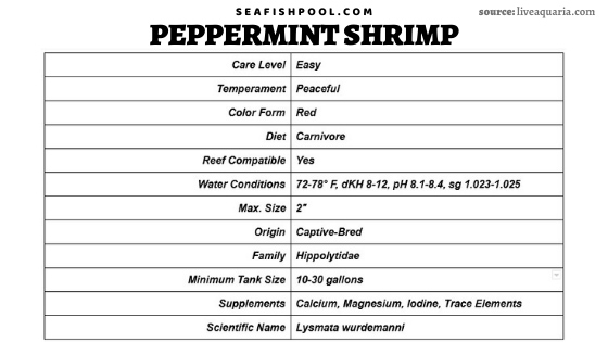 pregnant peppermint shrimp