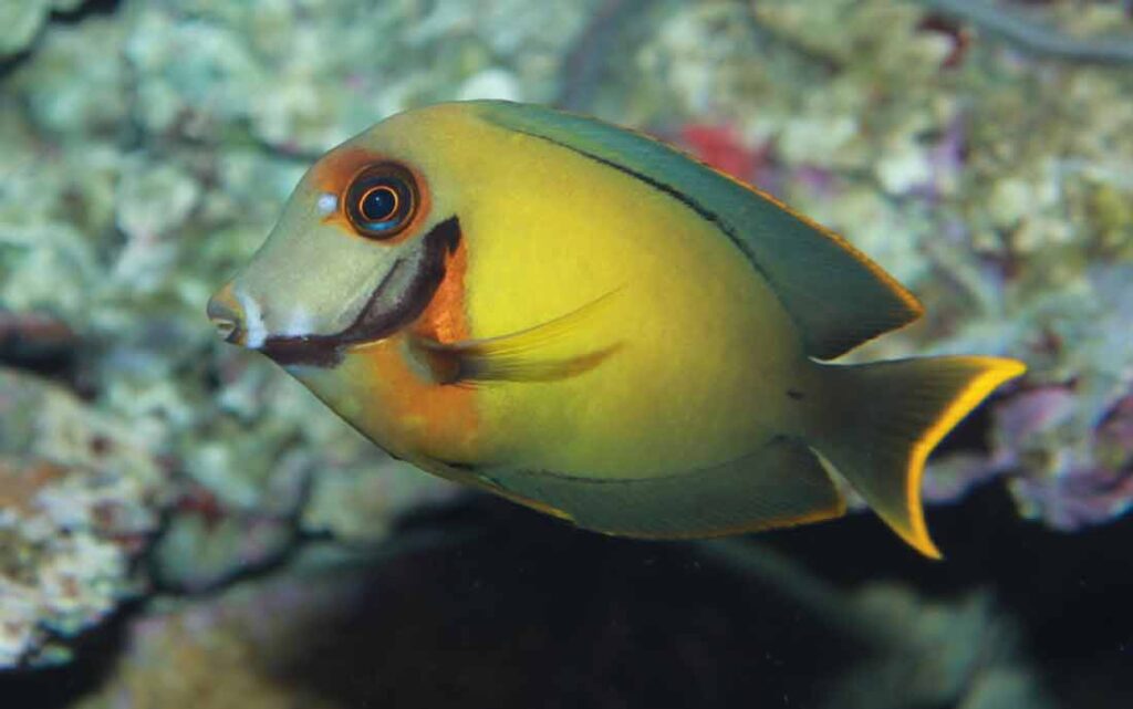 Acanthurus Pyroferus - Care | Fishbase | Juvenile | Facts - SeaFish