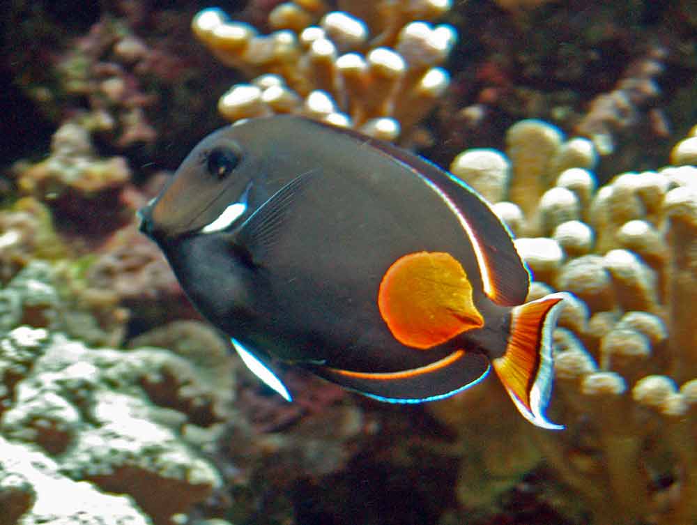 Achilles Tang Size Care Tank Size Hybrid Facts Behavior Seafish