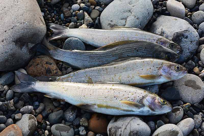 Alaska Whitefish Facts Behavior Biology Harvest Size Seafish