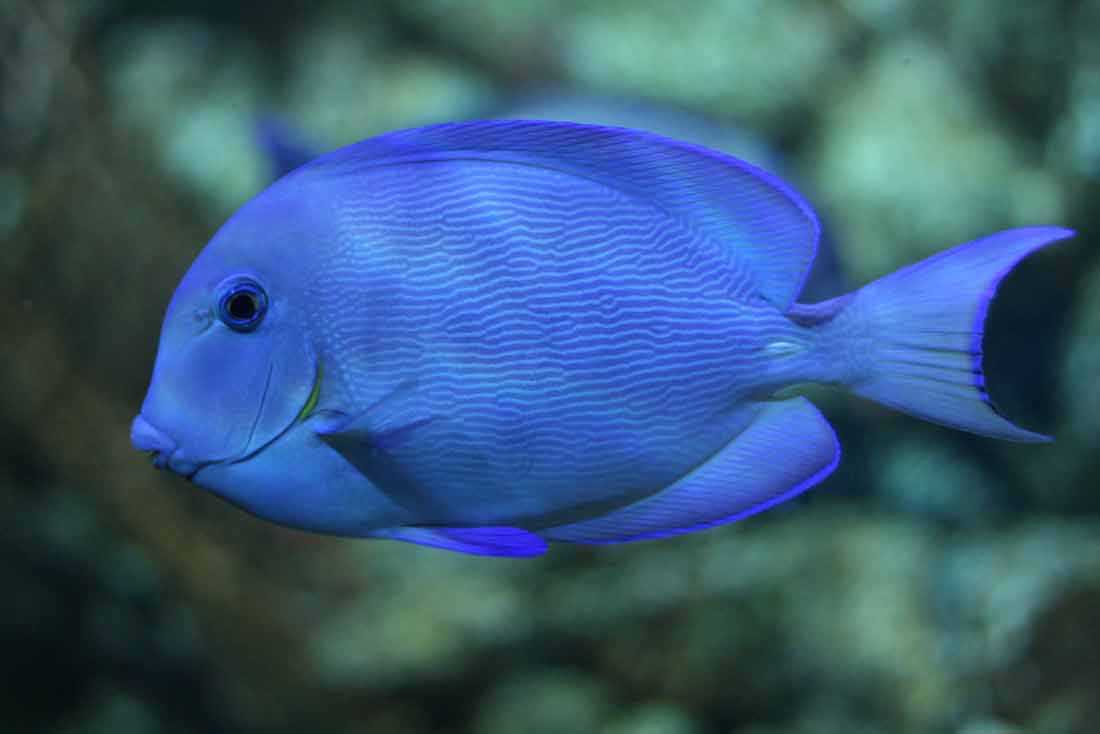 Atlantic Blue Tang - Care | Reef Safe | Tank | Juvenile | Color - SeaFish