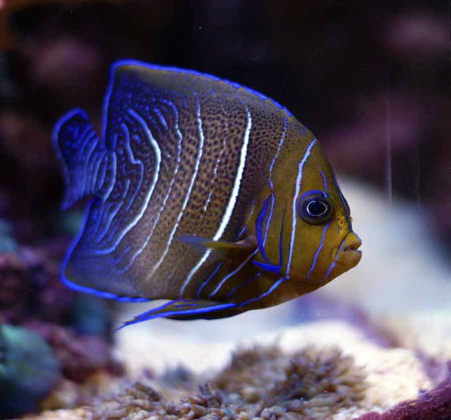 Koran Angelfish - Reef Safe | Size | Juvenile | Care | Facts | Diet ...