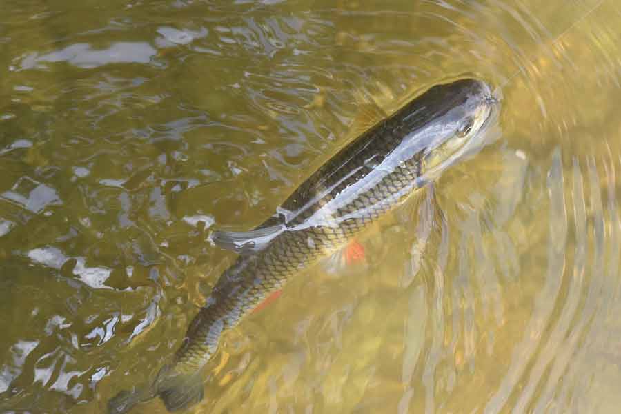 Lake Chub Fish - Description | Habitat | Diet | Behavior - SeaFish