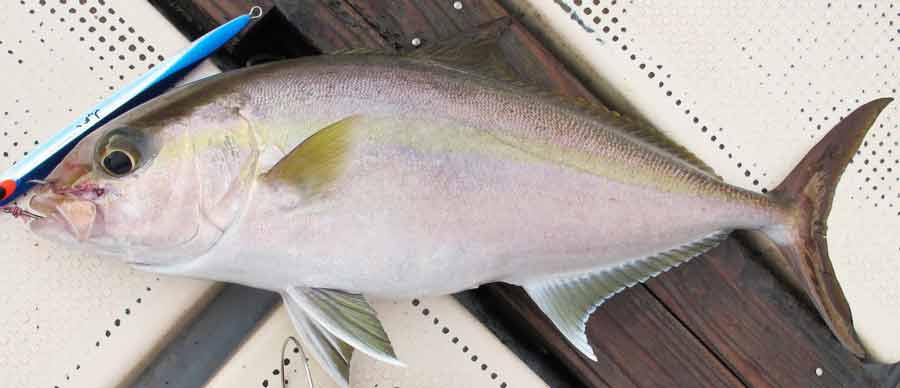 Lesser Amberjack - Description | Size | Habit | Habitat | Nutrition ...