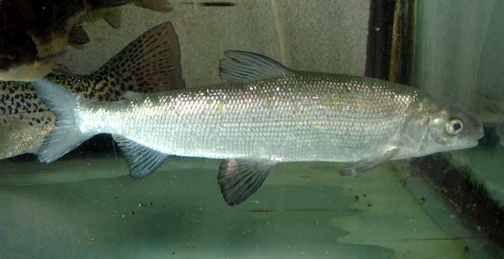 Mountain Whitefish - Profile | Description | Habitat | Habit | Diet ...