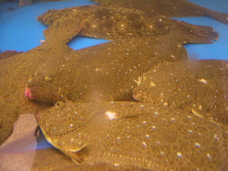 Olive Flounder - Profile | Facts | Size | Eyes | Diet - SeaFish