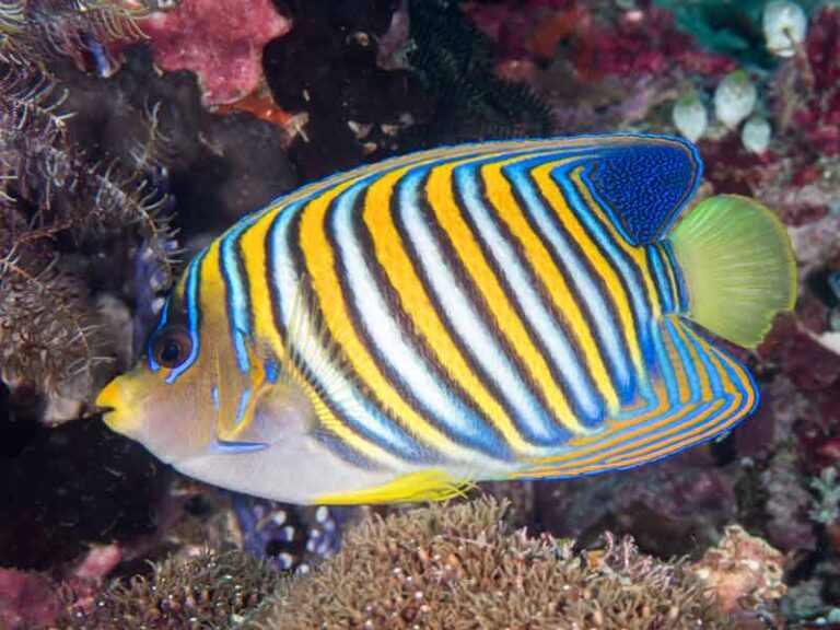 Regal Angelfish - Reef Safe | Care | Tank | Juvenile | Diet | Facts ...