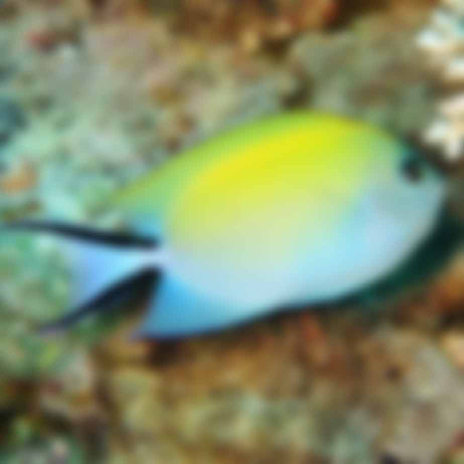 Swallowtail Angelfish - Pair | Tank | Care | Reef Safe | Male | Masked ...