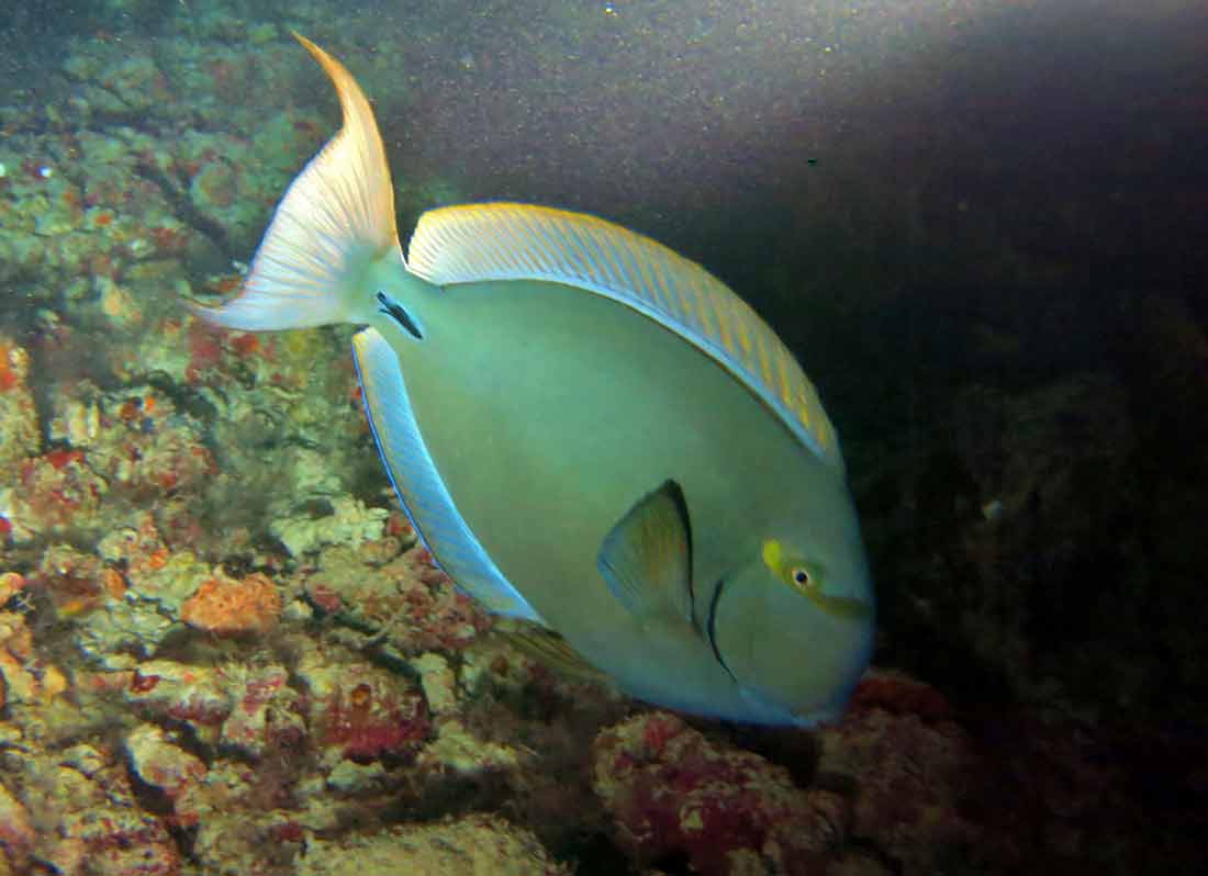 yellowfin-surgeonfish-profile-facts-care-habitat-diet-seafish