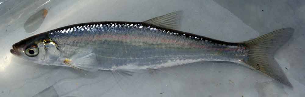 19-common-bleak-facts-profile-habitat-diet-care-more-seafish