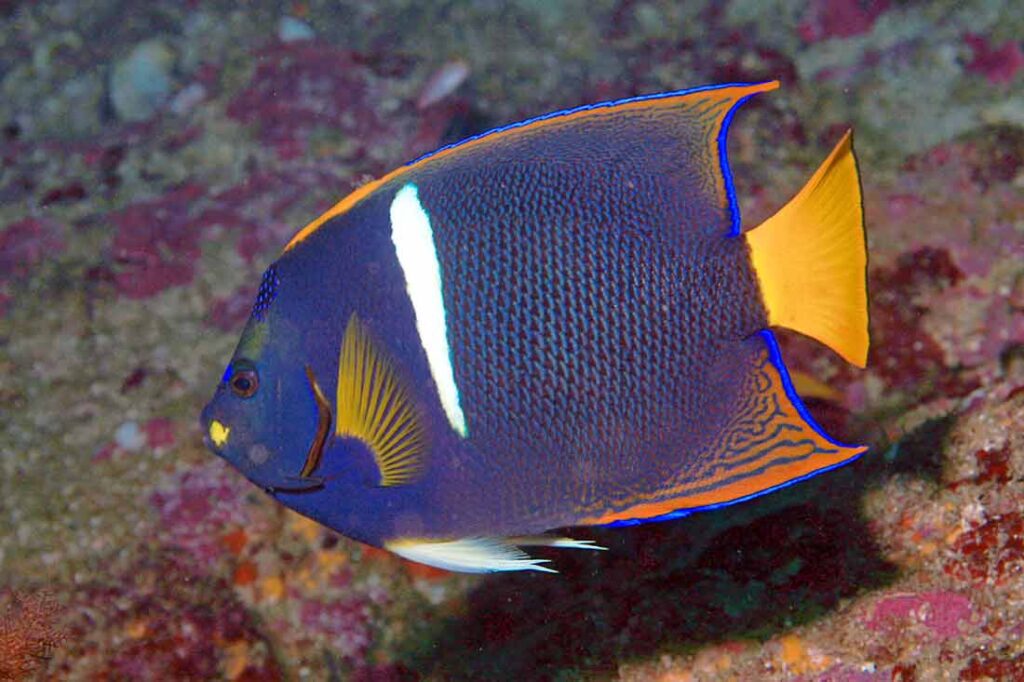 Saltwater Angelfish Species