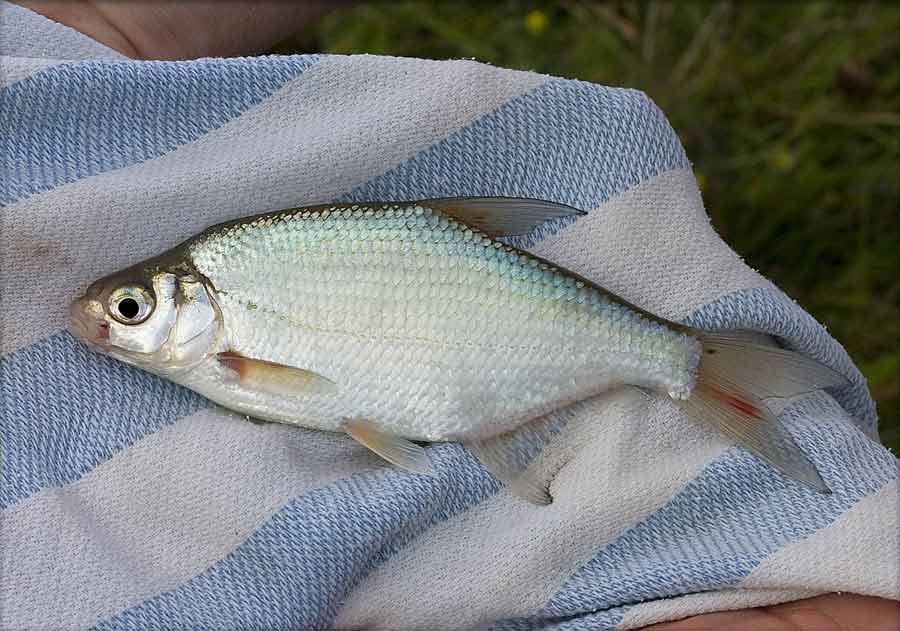 freshwater-whitefish-types-size-profile-facts-catch-seafish