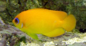 lemonpeel angelfish lifespan