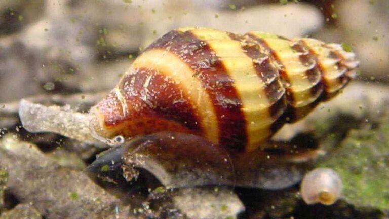 Assassin Snail - Bumblebee Snail - Traits | Breed | Care | Food - SeaFish