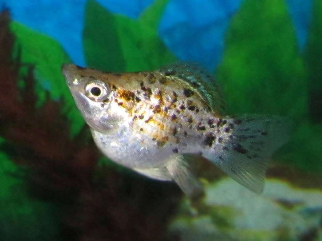 Balloon Molly Fish - Care | Breeding | Lifespan | Pregnant | Food - SeaFish