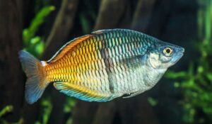 Boesemani Rainbowfish - Care | Size | Tank | Female | Male - SeaFish