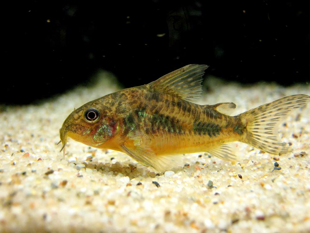 Corydoras Paleatus Catfish - Traits | Care | Albino | Eggs | Size - SeaFish