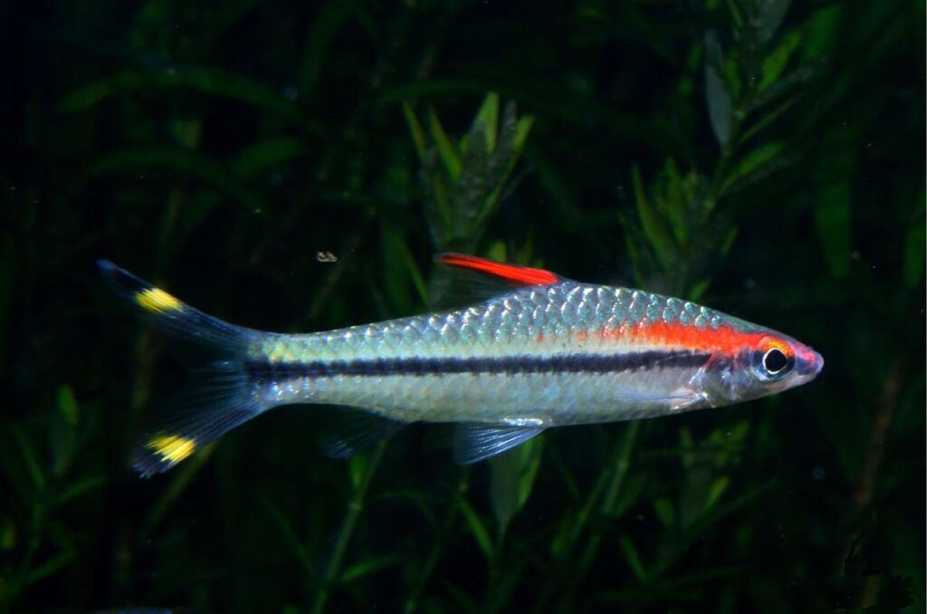 Denison Barb Fish - Care | Size | Tank | Mates | Egg | Traits - SeaFish