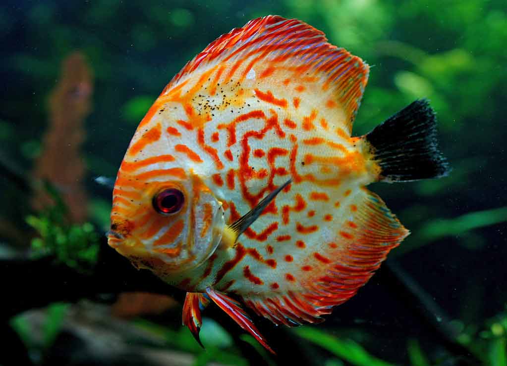 discus fish tank size