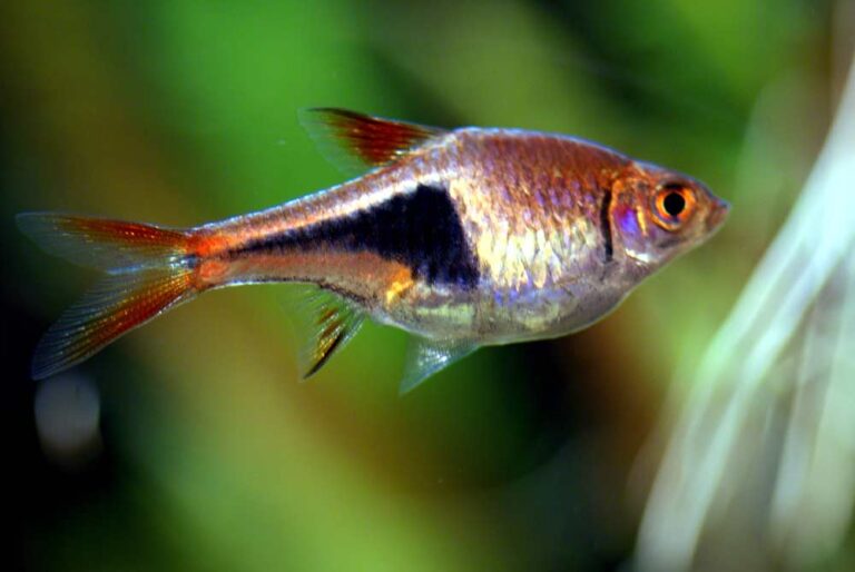 Harlequin Rasbora - Food | Eggs | Breeding | Size | Temperature - SeaFish