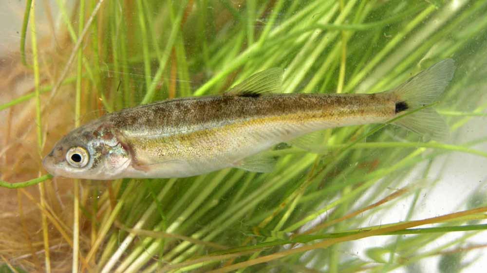 Minnow Fish - Profile | Traits | Food | Care | Size | Eggs | Baits ...