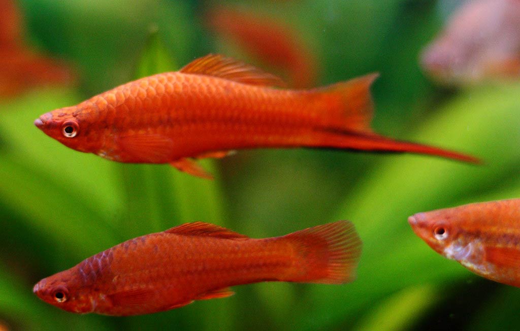 Swordtail Fish - Traits | Breeding | Care | Size | Lifespan - SeaFish