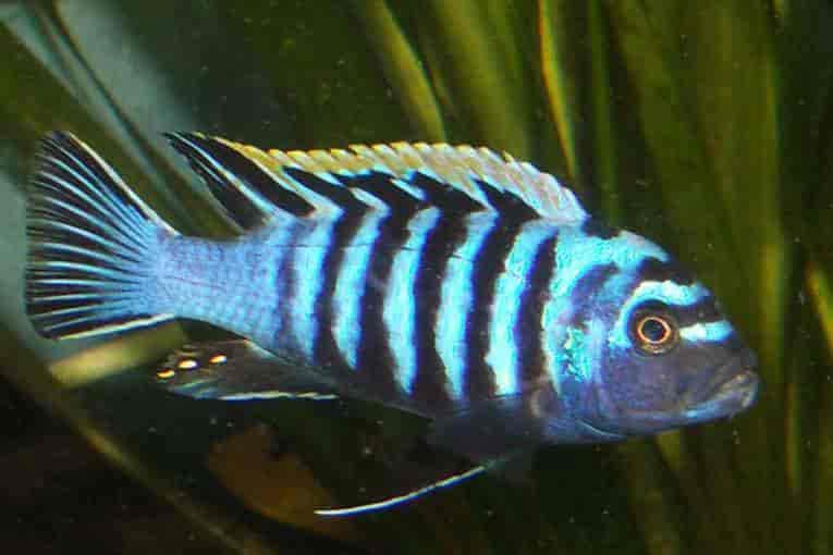 Electric Blue Jack Dempsey - Traits | Size | Tank | Breed | Life - SeaFish