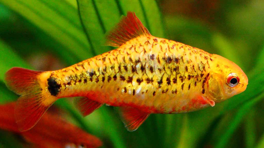 Gold Barb Fish - Care | Size | Breeding | Tank Mates | Traits - SeaFish